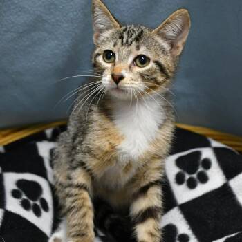 Dennis -  Domestic Short Hair Cat for Adoption in Beaumont, Texas - Dennis | PetCurious