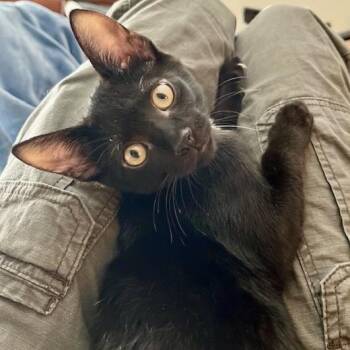 Rescue Domestic Short Hair Cats for Adoption in Memphis, Tennessee - Skeeter | PetCurious