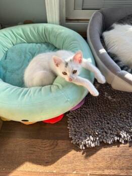 Domestic Short Hair Cats Available for Adoption in Wichita, Kansas - Bogey | PetCurious