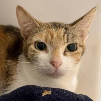 Domestic Short Hair Cats Available for Adoption - Patches | PetCurious