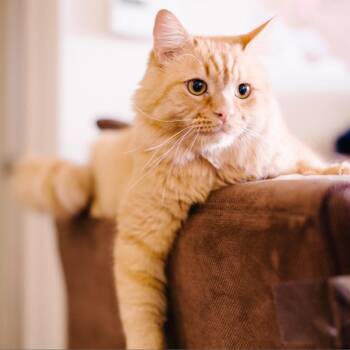 Domestic Long Hair Cats Available for Adoption in Kanab, Utah - Atticus | PetCurious