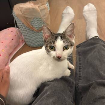 Rescue Domestic Short Hair Cats for Adoption in Nashville, Tennessee - Solstice | PetCurious