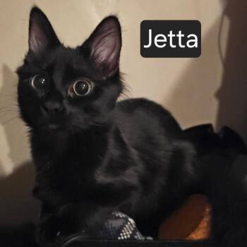 Jetta -  Domestic Short Hair Cat for Adoption in Snow Hill, North Carolina - Jetta | PetCurious
