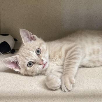 Koi -  Domestic Short Hair Cat for Adoption in Ulster, Pennsylvania - Koi | PetCurious