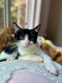 Rescue Domestic Short Hair Cats for Adoption in Oceanside, California - Skipper | PetCurious