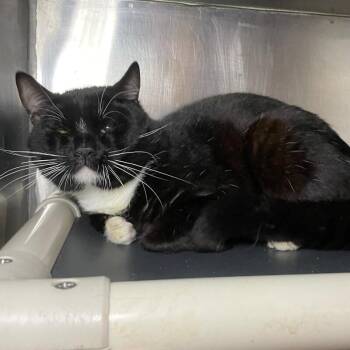 Domestic Short Hair Cats Available for Adoption - Joe | PetCurious