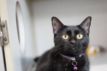 Domestic Short Hair Cats Available for Adoption in Ottumwa, Iowa - Audrey | PetCurious