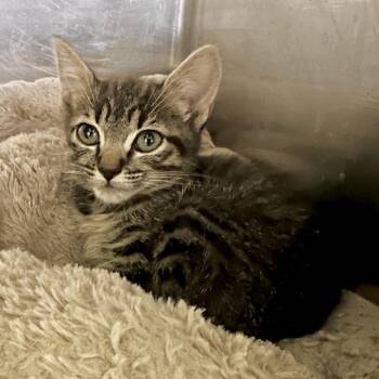 IVHS-Stray-138605 -  Domestic Short Hair Cat for Adoption in San Gabriel, California - IVHS-Stray-138605 | PetCurious