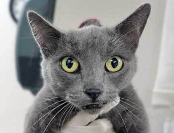 Rescue Domestic Short Hair Cats for Adoption in Wildomar, California - 797045 | PetCurious