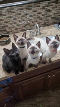 WATER BABIES x 8 -  Siamese and Domestic Short Hair Cat for Adoption in Escalon, California - WATER BABIES X 8 | PetCurious