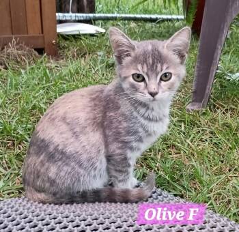 Olive -  Domestic Short Hair Cat for Adoption in Darien, Georgia - Olive | PetCurious