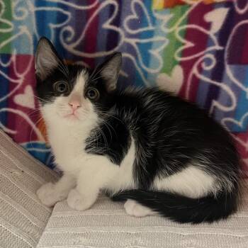Smee -  Domestic Short Hair Cat for Adoption - Smee | PetCurious