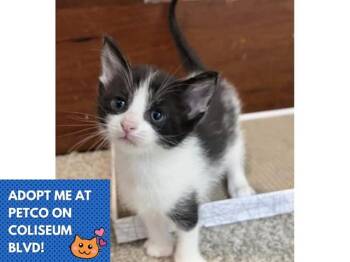 FLOUNDER -  Domestic Short Hair Cat for Adoption in Fort Wayne, Indiana - FLOUNDER | PetCurious