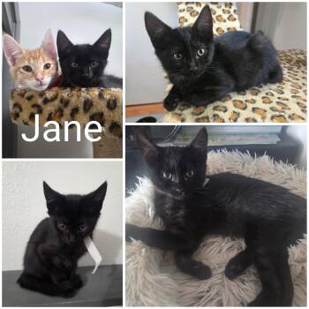Jane -  Domestic Short Hair Cat for Adoption in Newberg, Oregon - Jane | PetCurious