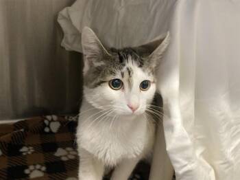 Domestic Short Hair Cats Available for Adoption in Tustin, California - CONTRA | PetCurious