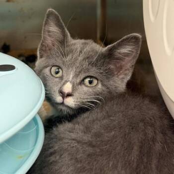 Cousa -  Domestic Short Hair Cat for Adoption in Richmond, Virginia - Cousa | PetCurious