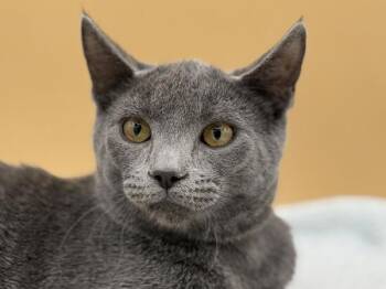 Hoagie -  Domestic Short Hair Cat for Adoption in Portland, Oregon - Hoagie | PetCurious