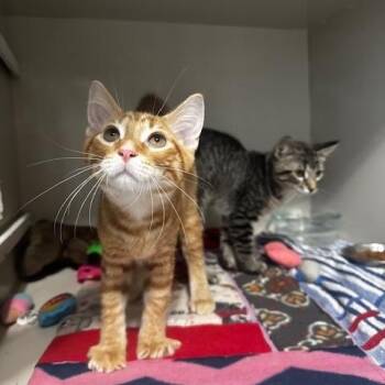 Laxus and Gray -  Domestic Short Hair Cat for Adoption in Hutchinson, Minnesota - Laxus And Gray | PetCurious