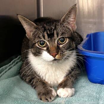 Domestic Short Hair Cats Available for Adoption - Eris | PetCurious