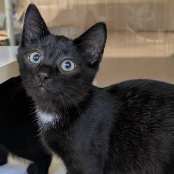 Alf (Holland Cat Cove) -  Domestic Short Hair Cat for Adoption in West Olive, Michigan - Alf (Holland Cat Cove) | PetCurious