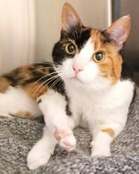 Murphy Jean (at Smitten Kitten) -  Domestic Short Hair Cat for Adoption in Fishers, Indiana - Murphy Jean (at Smitten Kitten) | PetCurious