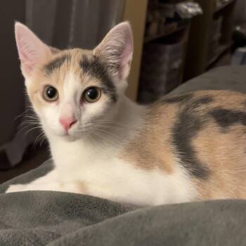 Cruella -  Dilute Calico Cat for Adoption in Washington, Pennsylvania - Cruella | PetCurious