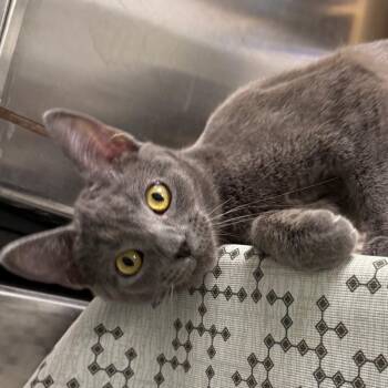 Domestic Short Hair Cats Available for Adoption - Skipper | PetCurious