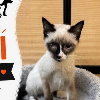 Kiwi -  Siamese Cat for Adoption in Atlanta, Georgia - Kiwi | PetCurious