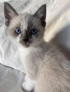 Snowshoe and Domestic Short Hair Cats Available for Adoption in Hood River, Oregon - Calvin | PetCurious