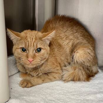 Rescue Domestic Short Hair Cats for Adoption in Roanoke, Virginia - Clementine | PetCurious