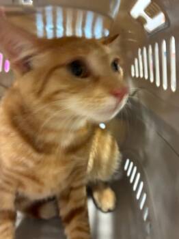 A137898 -  Domestic Short Hair Cat for Adoption in Palmetto, Florida - A137898 | PetCurious