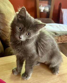 Ash (foster-raised) -  Domestic Medium Hair Cat for Adoption in Lacon, Illinois - Ash (foster-raised) | PetCurious