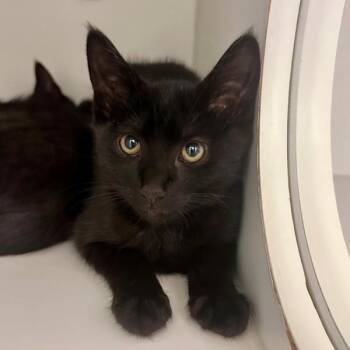 Russell -  Domestic Short Hair Cat for Adoption in Walnut Creek, California - Russell | PetCurious