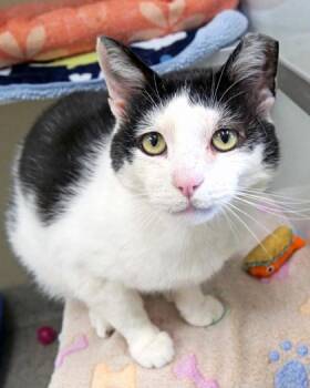 Oreo McFlurry -  Domestic Short Hair Cat for Adoption in Fishers, Indiana - Oreo McFlurry | PetCurious