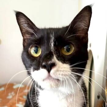 Rescue Domestic Short Hair Cats for Adoption in Sarasota, Florida - Mr. Boots | PetCurious