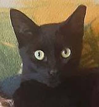 Rescue Domestic Short Hair Cats for Adoption in Tiburon, California - Pippin | PetCurious