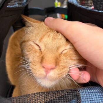 Simba F-21677 -  Domestic Short Hair Cat for Adoption in Oklahoma City, Oklahoma - Simba F-21677 | PetCurious