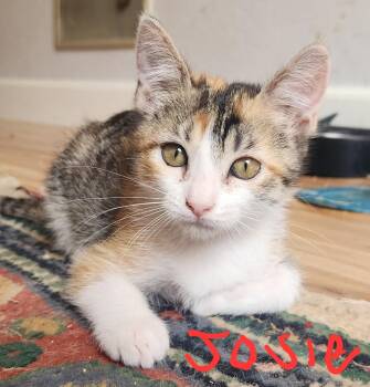 Josie -  Domestic Short Hair Cat for Adoption in Sonora, California - Josie | PetCurious