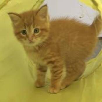 Sunny -  Domestic Short Hair Cat Available for Adoption in Lincoln, Michigan - Sunny | PetCurious