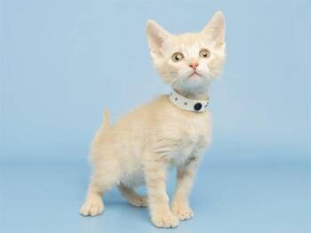 SEYMOUR -  Domestic Short Hair Cat for Adoption in Phoenix, Arizona - SEYMOUR | PetCurious