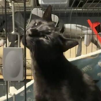 Rambo -  American Shorthair Cat for Adoption in Houston, Texas - Rambo | PetCurious