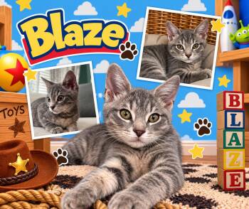 Blaze (FCID# 09/21/2026 - 16)  KDC -  Tabby Cat for Adoption in Greenville, Delaware - Blaze (FCID# 09/21/2026 - 16)  KDC | PetCurious