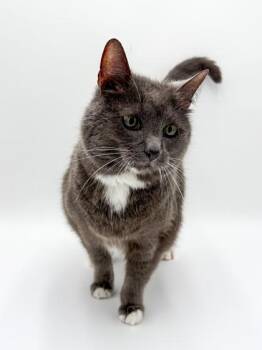 Prissy -  Domestic Short Hair Cat for Adoption in Bowling Green, Kentucky - Prissy | PetCurious