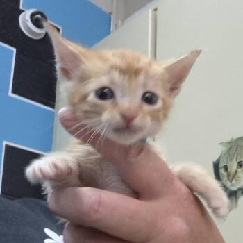 Mikey -  Domestic Short Hair Cat for Adoption in Ardmore, Oklahoma - Mikey | PetCurious