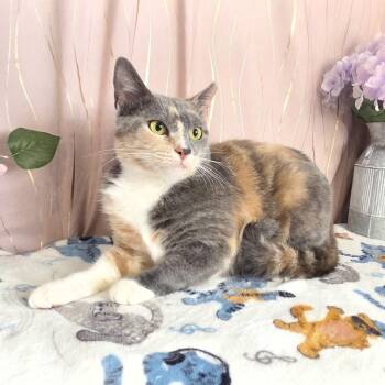 Reba -  Dilute Calico Cat for Adoption in Long Beach, Mississippi - Reba | PetCurious