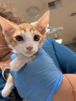 RAMBO -  Domestic Short Hair Cat for Adoption in Riverside, California - RAMBO | PetCurious