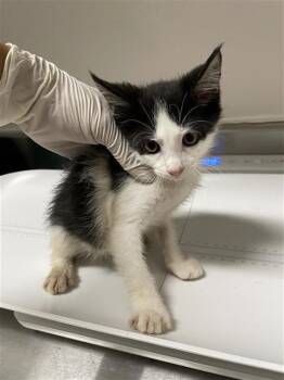 XENA -  Domestic Short Hair Cat for Adoption in Houston, Texas - XENA | PetCurious