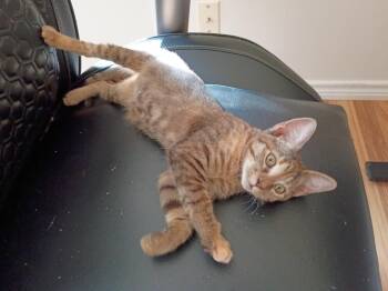 Princess Athena -  Tabby Cat for Adoption in San Antonio, Texas - Princess Athena | PetCurious