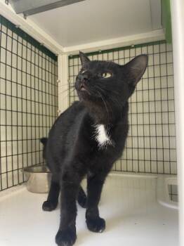 Rescue Domestic Short Hair Cats for Adoption in Fort Worth, Texas - Ivey | PetCurious