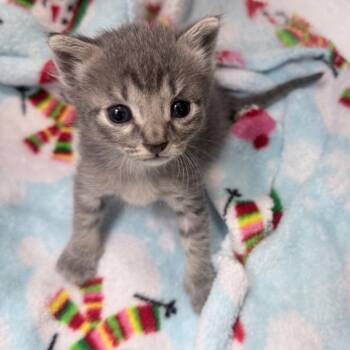 Domestic Short Hair Cats Available for Adoption in Jupiter, Florida - April | PetCurious